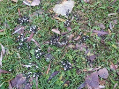 trace_birds_Perdix_perdix_20241201_1356