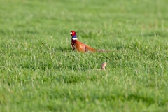 Phasianus_colchicus_2014_0407_2036-2