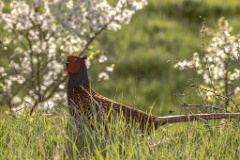 Phasianus_colchicus_2025_0421_1734-2