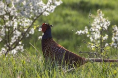 Phasianus_colchicus_2025_0421_1734