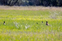 Phasianus_colchicus_2025_0516_0801