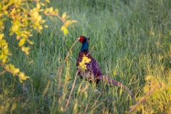 Phasianus_colchicus_2025_0522_1921