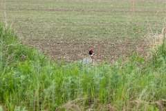 Phasianus_colchicus_palassi_2024_0604_1949