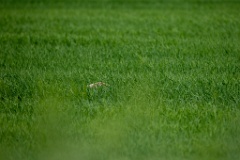 Phasianus_colchicus_palassi_2024_0605_1753