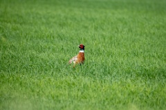 Phasianus_colchicus_palassi_2024_0605_1754