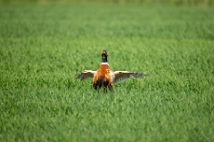 Phasianus_colchicus_palassi_2024_0605_1803-11