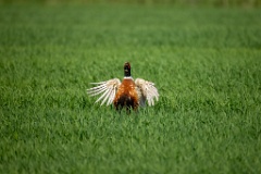 Phasianus_colchicus_palassi_2024_0605_1803-12