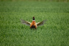 Phasianus_colchicus_palassi_2024_0605_1803-13