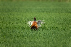 Phasianus_colchicus_palassi_2024_0605_1803-14