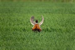 Phasianus_colchicus_palassi_2024_0605_1803-15