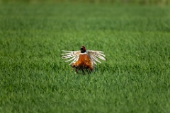 Phasianus_colchicus_palassi_2024_0605_1803-16