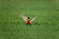 Phasianus_colchicus_palassi_2024_0605_1803-17