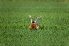 Phasianus_colchicus_palassi_2024_0605_1803-18