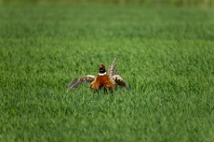 Phasianus_colchicus_palassi_2024_0605_1803-19