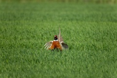 Phasianus_colchicus_palassi_2024_0605_1803-20