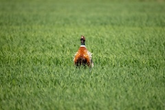 Phasianus_colchicus_palassi_2024_0605_1803