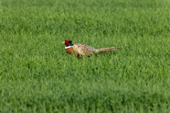 Phasianus_colchicus_palassi_2024_0605_1831-3