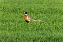 Phasianus_colchicus_palassi_2024_0605_1831-4