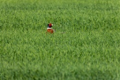 Phasianus_colchicus_palassi_2024_0605_1831