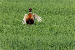 Phasianus_colchicus_palassi_2024_0605_1832-15