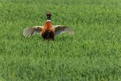 Phasianus_colchicus_palassi_2024_0605_1832-16