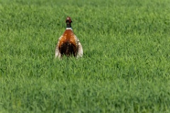 Phasianus_colchicus_palassi_2024_0605_1832-17