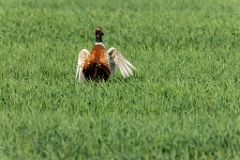 Phasianus_colchicus_palassi_2024_0605_1832-18