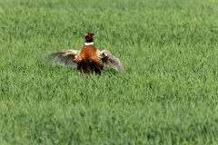 Phasianus_colchicus_palassi_2024_0605_1832-19