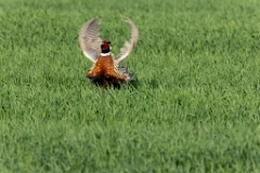 Phasianus_colchicus_palassi_2024_0605_1832-20