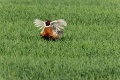 Phasianus_colchicus_palassi_2024_0605_1832-21