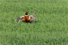 Phasianus_colchicus_palassi_2024_0605_1832-22