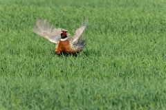 Phasianus_colchicus_palassi_2024_0605_1832-23