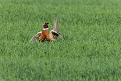 Phasianus_colchicus_palassi_2024_0605_1832-24