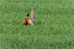 Phasianus_colchicus_palassi_2024_0605_1832-25