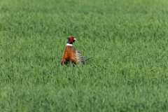 Phasianus_colchicus_palassi_2024_0605_1832-26