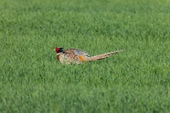 Phasianus_colchicus_palassi_2024_0605_1832-27