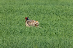 Phasianus_colchicus_palassi_2024_0605_1832-28