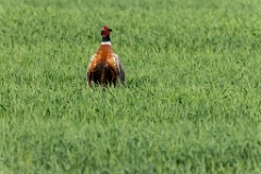 Phasianus_colchicus_palassi_2024_0605_1832