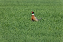 Phasianus_colchicus_palassi_2024_0605_1837