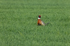 Phasianus_colchicus_palassi_2024_0605_1838