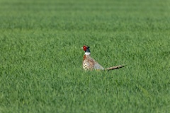 Phasianus_colchicus_palassi_2024_0605_1839-10