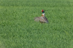 Phasianus_colchicus_palassi_2024_0605_1839-6