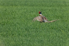 Phasianus_colchicus_palassi_2024_0605_1839-7