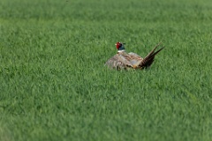 Phasianus_colchicus_palassi_2024_0605_1839-8