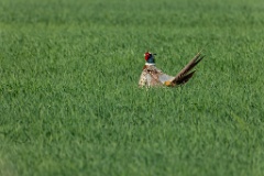 Phasianus_colchicus_palassi_2024_0605_1839-9