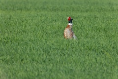 Phasianus_colchicus_palassi_2024_0605_1839