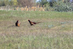 birds_behaviour_Phasianus_colchicus_2025_0423_1644-4