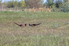 birds_behaviour_Phasianus_colchicus_2025_0423_1644-5