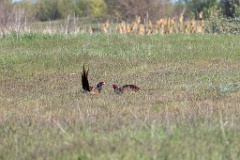 birds_behaviour_Phasianus_colchicus_2025_0423_1644-6