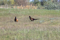 birds_behaviour_Phasianus_colchicus_2025_0423_1644